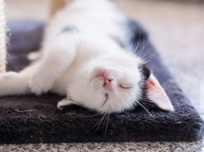 超过 50000 张关于“猫咪”和“猫”的免费图片_cceaa13b 超过 50000 张关于“猫咪”和“猫”的免费图片_cceaa13b