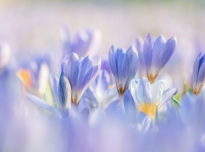 超过 100000 张关于“春天”和“自然”的免费图片_e1ffa1f1