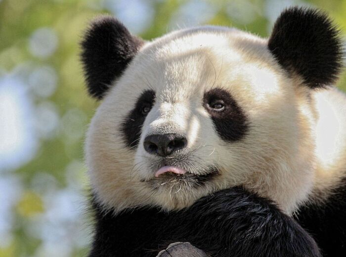 超过 1000 张关于“熊猫”和“动物”的免费图片 - Pixa