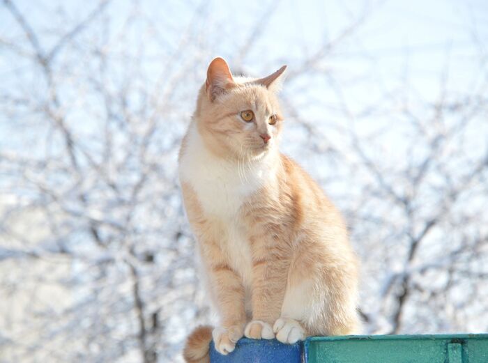 超过 50000 张关于“猫咪”和“猫”的免费图片_6bf780f5