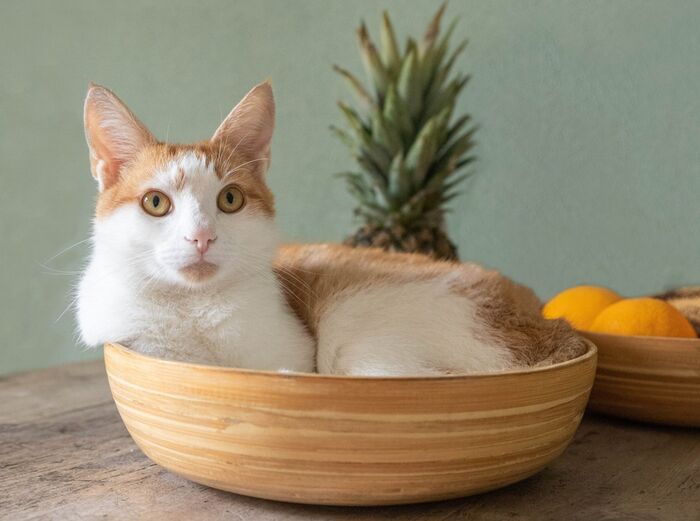 超过 50000 张关于“猫咪”和“动物”的免费图片 - Pix_22f42db3