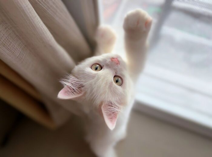 杀破狼一周运势（2024.11.3~11.9）摩羯成瞩目重要人物 水瓶职场表现优异