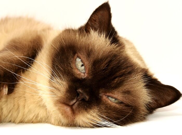 杀破狼占星2026年星座流年运势（上）（白羊座～处女座）