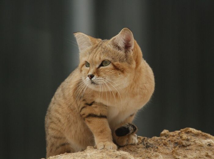 杀破狼一周运势（2026.3.23～3.29）白羊人际关系运势佳  双子座偏财运佳